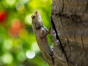 The portrait of a lizard