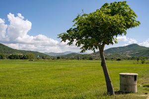 Single Tree With Blue Sky and Mountain