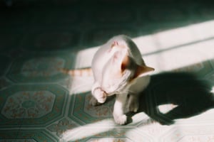 Chú mèo tắm táp dưới nắng