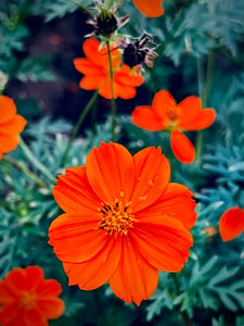 A flower in Ho Tram