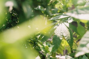 Ánh nắng xuyên qua những chiếc lá