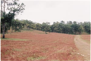 Đồi cỏ hồng - Đà Lạt