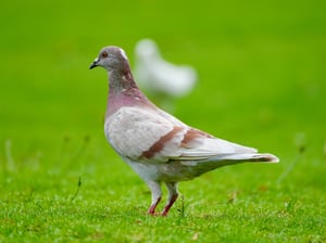 Columba - Genus of pigeons