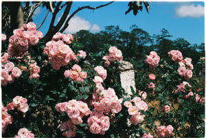 Khu vườn hoa hồng