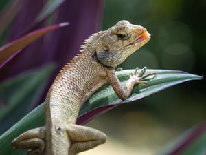 Changeable Lizard: Kỳ nhông hàng rào