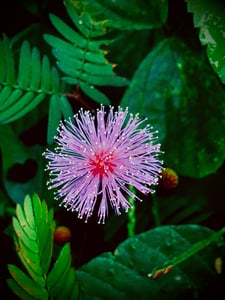 Hoa mắc cỡ