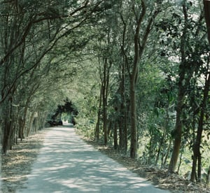Peaceful country road with a natural tree tunnel and beautiful sun shadows in rural Vietnam