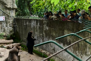 Asian black bears hang out with visitors at the zoo