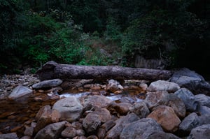 Rừng nguyên sinh