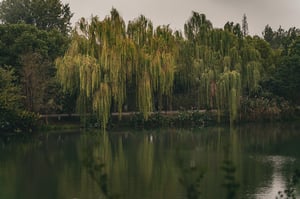 Cây liễu rũ bên bờ hồ Wallpaper