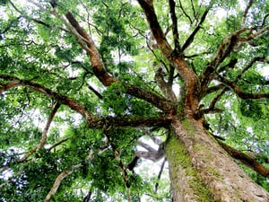 Dưới tán kơ nia