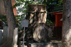 Gốc cây thần Ikuta Shinboku ở đền Ikuta, Kobe