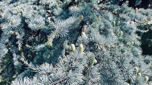 Cây vân sam xanh (Picea pungens)