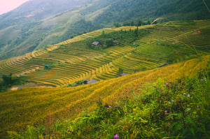 Ruộng bậc thang