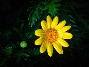 Yellow Daisy Flower