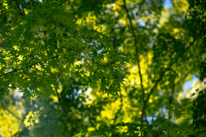 Summer green maple wallpaper