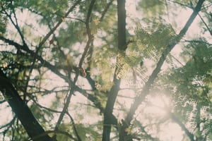 Nắng xuyên qua tán lá me