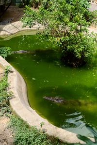Large crocs swimming in a pond in local zoo