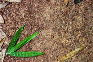 Lá xanh trên đất