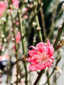 A bee flying next to a cherry blossom