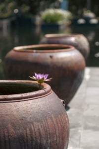 Hoa súng trong lu nước