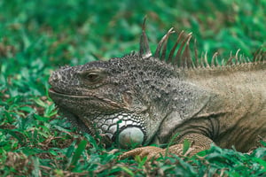 Green Iguana