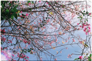 Cành hoa mai anh đào nở rộ dưới nền trời xanh