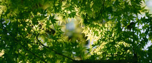 Summer green maple wallpaper