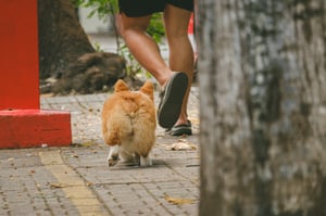 Mông con Corgi hạnh phúc
