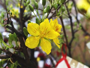 Mai vàng đón hương xuân