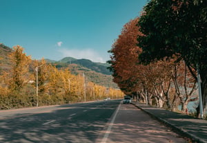Con đường cây ngân hạnh lá vàng và cây phong lá đỏ