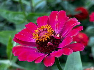 A pink / purple flower
