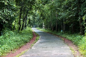Con đường giữa rừng