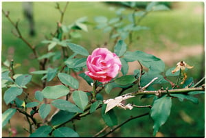 Một đoá hồng