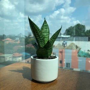 Cây lưỡi hổ lùn (Sansevieria)
