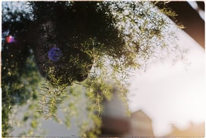 Nắng & cây