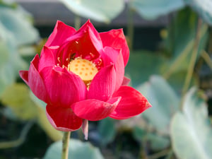 Hoa sen đỏ