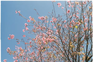 Spring blossom under blue sky wallpapper
