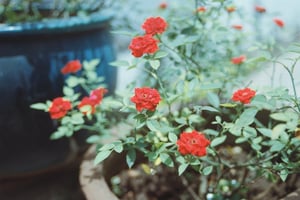 Chậu hoa hồng đỏ