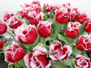 Hoa Tulip New Santa