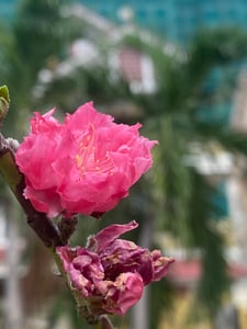 Hoa Đào nở muộn