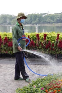 Tưới nước đường hoa
