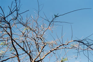 Tree branches against blue sky