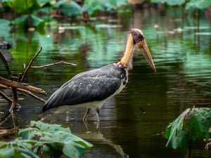 Marabou Stork