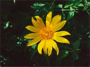 Yellow Flower