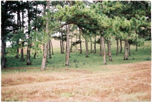 Chú ngựa trên đồi thông