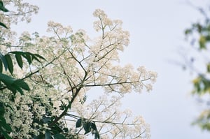 Hoa cây bơ