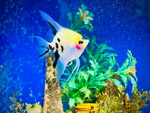 Catch that fish...
