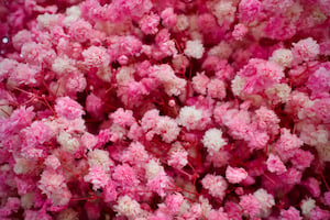 Hoa baby nhuộm trắng hồng