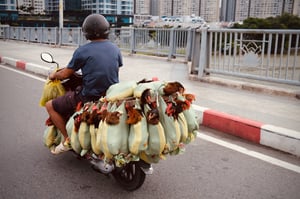 Man riding motorbike with chicken bags hanging behind